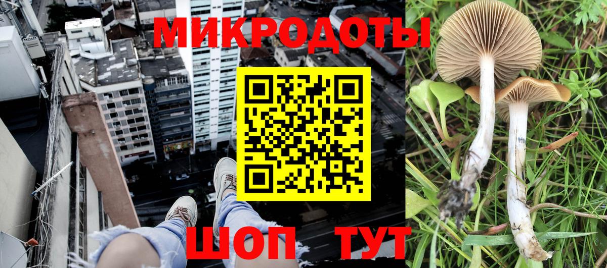 Псилоцибиновые грибы мицелий Черногорск