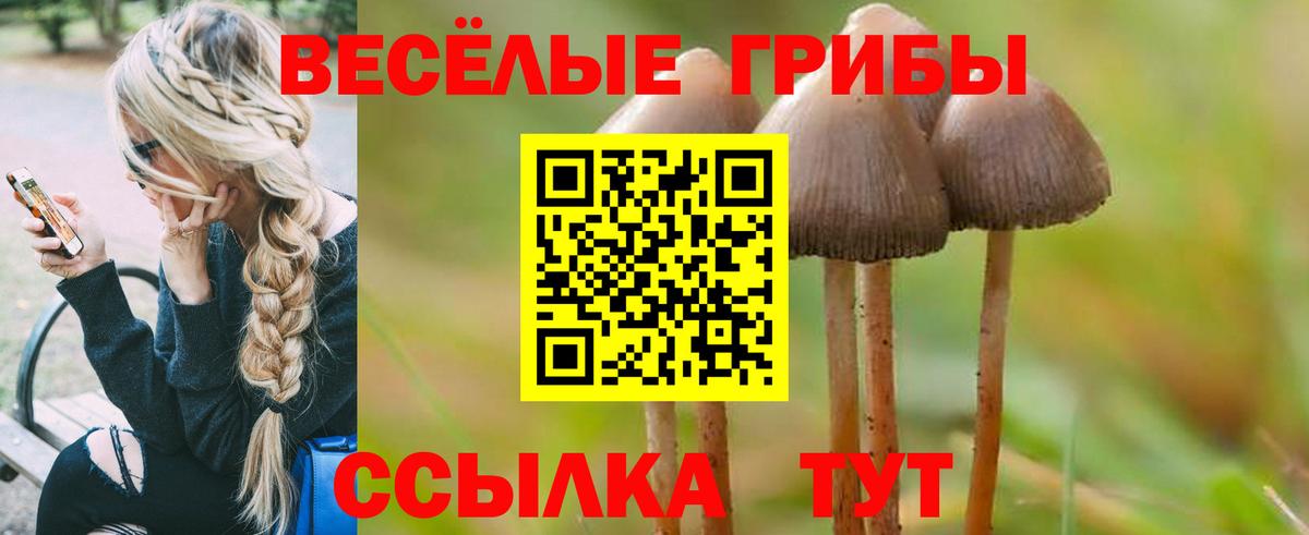 Черногорск  где купить наркоту  Вход с VPN  Галлюциногенные грибы Psilocybe 